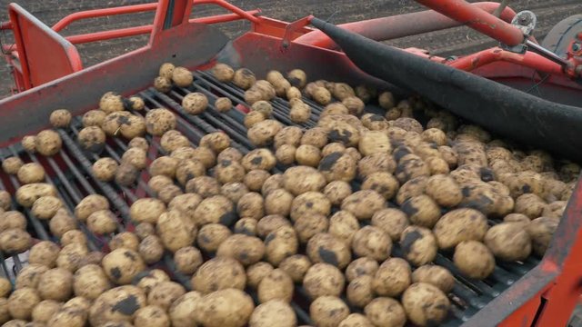 Harvester harvesting potato -freshly dug potatoes move along a conveyor belt. Agriculture industry scene. Autumn season time.