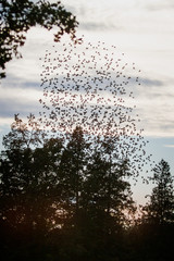 Flock of black birds resting in some trees burst into the sky 