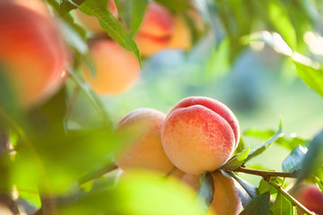 peach fruits