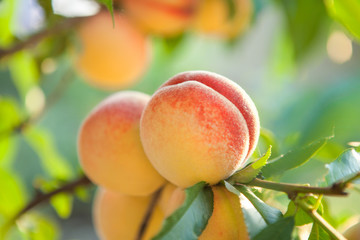 Ripe sweet peach fruits