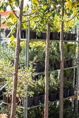 Garden, ornamental grasses and plants in the garden market on vertical shelves in pots.