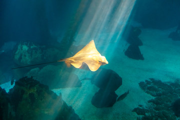 Eagle Ray with sun rays cruises over the deep seafloor
