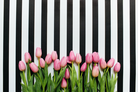 pink tulips on a striped background with copy space