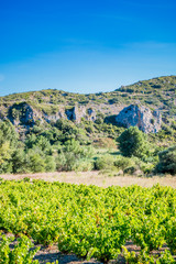 Dans la campagne autour de Estagel