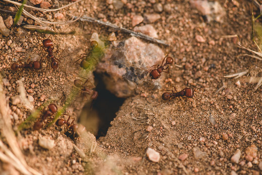 large ants coming out of ground