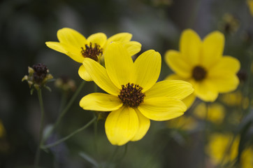 Yellow Daisies