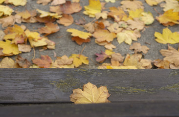 Naklejka na ściany i meble leaf on bench