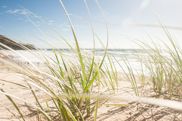 View of  grass growing on beach