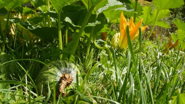 Green pumpkin and flower in the garden.