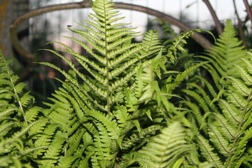fern