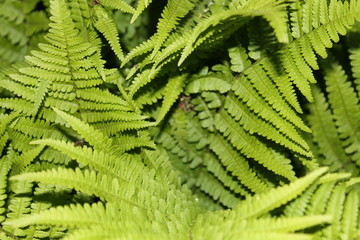 fern