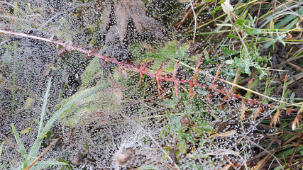 Close up shot of web with wet drops
