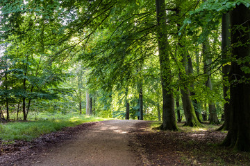 path under a beech tree in the green forest in Klampenborg, Copenhagen Denmark