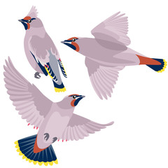 Waxwing on white background / There are one sitting waxwing and two flying waxwings in cartoon style
