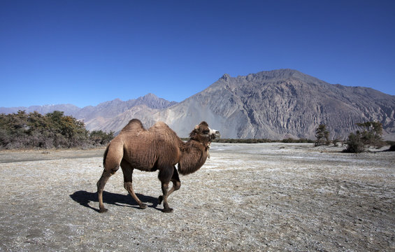 Two humped Bactrian camel in Nubra Valley,Ladakh