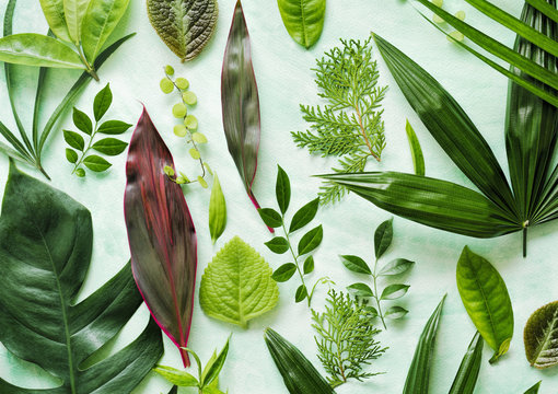Variety of green leaves on table