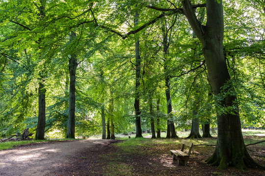 Beech Forest With Green Leafs, A Road And A Bench In Denmark