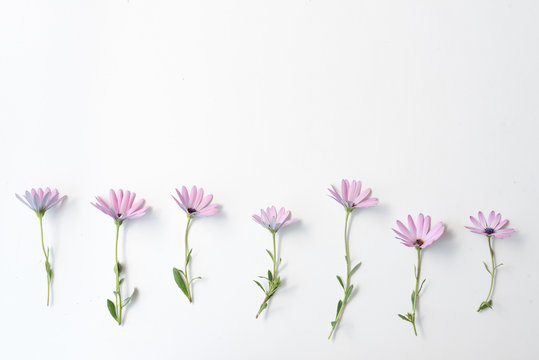 High angle view of soft purple daisies arranged in a row on white background with copy space at top