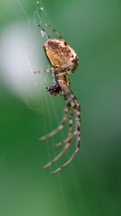 Webspinne mit Beute