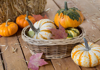 Colorful Autumn Gourds on a Rustic Wooden Surface