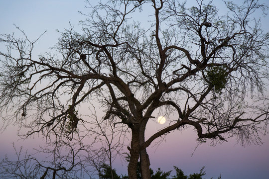 Tree, sunset and moon.