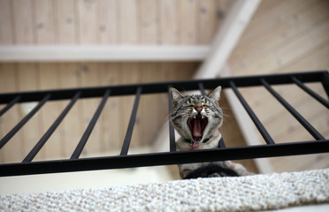 Lynx point siamese cat yawning (or yelling)