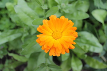 marigold