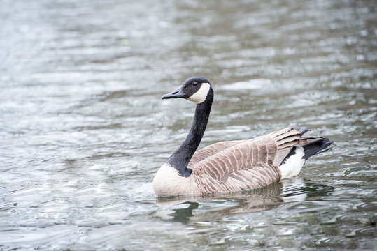 Canada goose swimming in a lake

