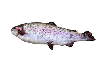 Trout on a white background