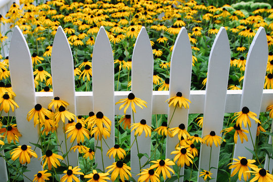 White Picket Fence With Flowers