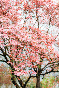 pink dogwood tree