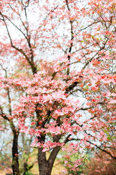 pink dogwood tree