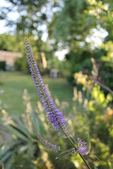 Naklejka premium wild flower