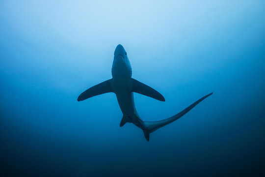 thresher shark
