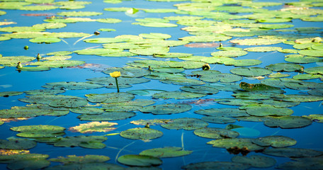 Fototapeta na wymiar yellow water lilies
