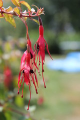 fuchsia