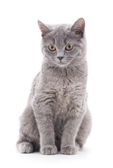 Gray cat.