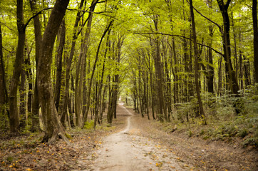 Obraz premium Pathway in early autumn forest.