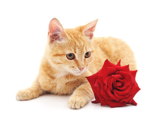 Brown kitten and a red rose.