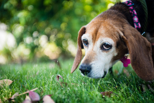 Portrait of an old beagle hound dog outside sniffing  grass.