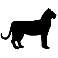 tiger black and white vector silhouette