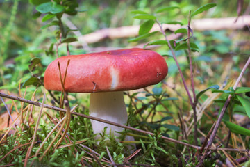 On the photo you can see red russula alone - obrazy, fototapety, plakaty