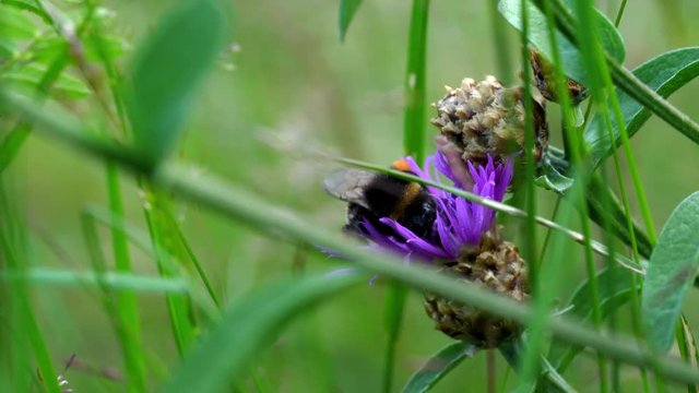 Bumblebee on flower - (4K)