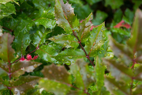 Holly leaves with raindrops