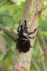 xylotrupes sumatrensis