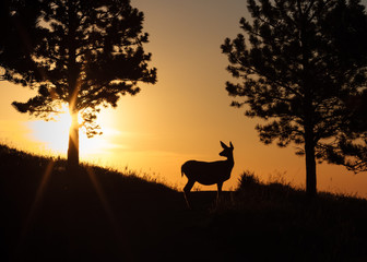 Mule Deer Doe at Sunrise in the Rocky Mountains