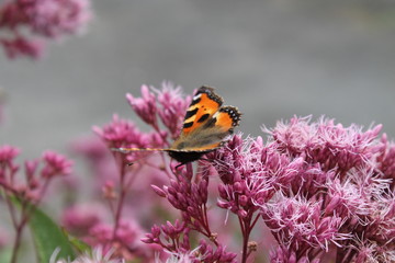 tortoiseshell