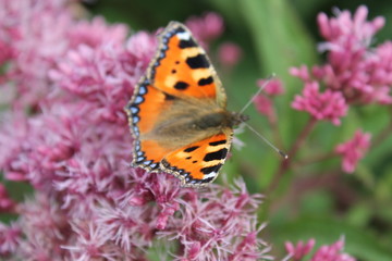 Obraz premium tortoiseshell