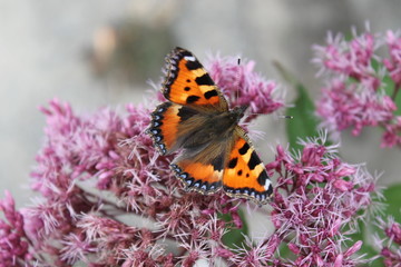 tortoiseshell