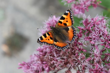 tortoiseshell